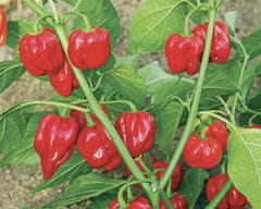 Agricola Fontana Veľmi pálivý chilli krém Habanero, 90 g