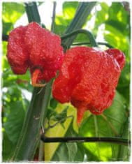 Agricola Fontana Veľmi pálivý chilli krém Carolina Reaper, 90 g