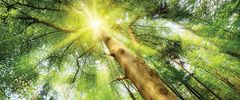 Vliesová obrazová tapeta Slnko v korunách stromov 44111, 250 x 104 cm, Photomurals