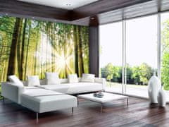 Vliesová obrazová tapeta Slnečný les 22114, 368 x 280 cm, Photomurals