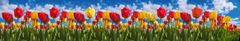 Dimex fototapety do kuchyne, samolepiace KI-350-131 Pole tulipánov 60 x 350 cm