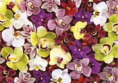 EDUCA Koláž z orchideí