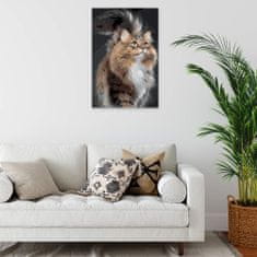 Malujsi Maľovanie podľa čísel - Mačka krása - 80x120 cm, bez dreveného rámu