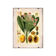 Vintage Posteria Plagát na stenu Plagát na stenu Botanická tlač Apocyaceae A4 - 21x29,7 cm