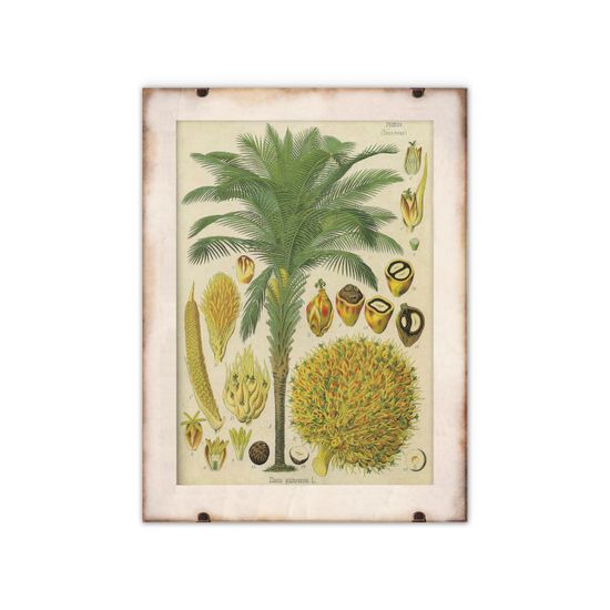 Vintage Posteria Plagát Botanický plagát z kokosovej palmy A1 - 59,4x84,1 cm