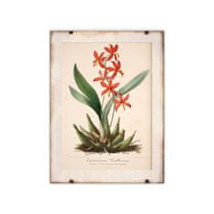 Vintage Posteria Poster na stenu Poster na stenu Kvetinová potlač Epidendrum Vitellinum A2 - 42x59,4 cm