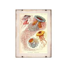 Vintage Posteria Plagát Plagát Medúza Haeckel Ernst A3 - 29,7x42 cm