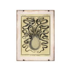 Vintage Posteria Poster Poster Chobotnica Haeckel Ernst A4 - 21x29,7 cm
