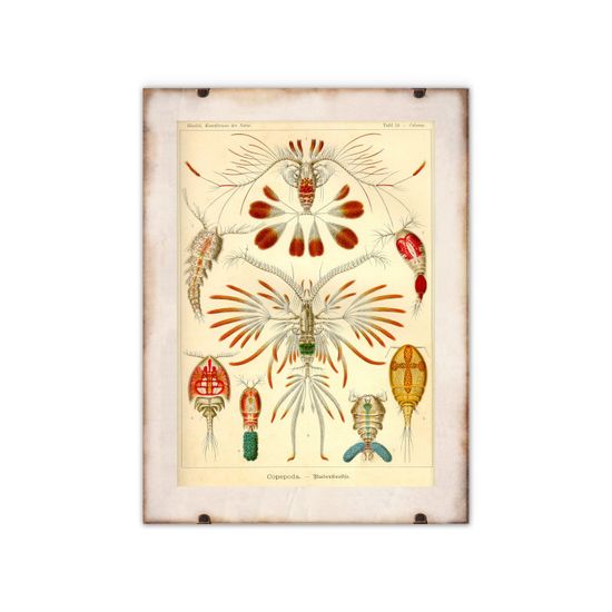 Vintage Posteria Plagát Námorná kopeda Ernst Haeckel A1 - 59,4x84,1 cm