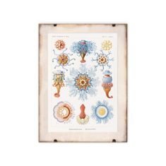 Vintage Posteria Poster Poster Siphonophorae Ernst Haeckel A4 - 21x29,7 cm