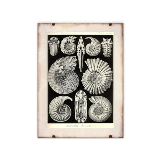 Vintage Posteria Plagát Mušle od Ernsta Haeckela A1 - 59,4x84,1 cm