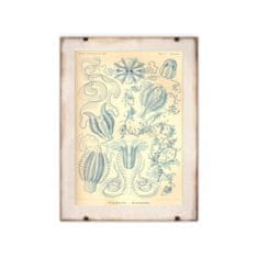 Vintage Posteria Retro plagát Retro plagát Ctnenophorae Ernst Haeckel A4 - 21x29,7 cm