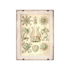 Vintage Posteria Plagát Plagát Narcmedusae Ernst Haeckel A4 - 21x29,7 cm