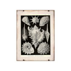 Vintage Posteria Poster Poster Mušle od Ernsta Haeckela A1 - 59,4x84,1 cm