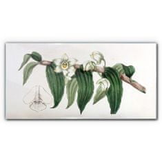 COLORAY.SK Skleneny obraz Kreslenie kvetinové konáre orchidey 100x50 cm