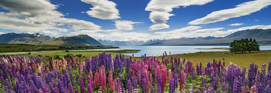 Heye Panoramatické puzzle Jazero Tekapo, Nový Zéland 1000 dielikov