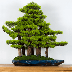 Bondek Pokojová dekorativní bonsai - borovicový les (PN-74)