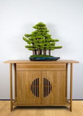 Bondek Pokojová dekorativní bonsai - borovicový les (PN-74)