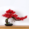 Pokojová dekorativní bonsai - Javor (PN-4)