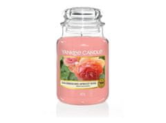 Yankee Candle Aromatická sviečka veľká Sun-Drenched Apricot Rose 623 g