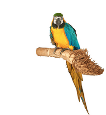 Parrotclub Bidlo pre papagáje a vtáky Bidlo pre papagáje Bamboo Perch L 50 cm