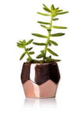 ModernHome Kvetináč Daisi Rose Gold 8 cm