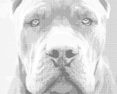 ZUTY Bodkovanie - CANE CORSO 40x50 cm NO