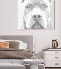 ZUTY Bodkovanie - CANE CORSO 40x50 cm NO