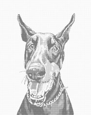 ZUTY Bodkovanie - DOBERMAN 40x50 cm NO