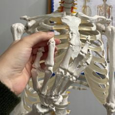 Malatec  22583 Anatomický model kostry so stojanom 170 cm