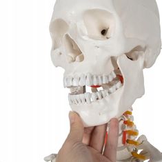 Malatec  22583 Anatomický model kostry so stojanom 170 cm