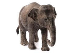 sarcia.eu Schleich Wild Life - Samička ázijskeho slona, figurka pre deti od 3 rokov