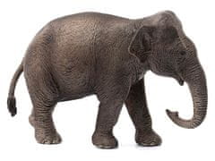 sarcia.eu Schleich Wild Life - Samička ázijskeho slona, figurka pre deti od 3 rokov