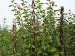 Tyč Garden Willow 130 cm, prútená, oporná k rastlinám (2 ks)