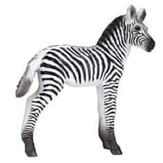 MOJO Zebra mláďa