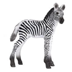 MOJO Zebra mláďa