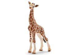 sarcia.eu Schleich Wild Life - Mladá žirafa, figurína pre deti od 3 rokov 