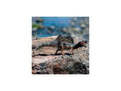 sarcia.eu SLH15009 Schleich Dinosaurus - Spinosaurus, figurka pre deti od 4 rokov a viac