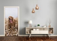 tulup.sk Samolepiace fototapety na dvere golden retriever 85x205 cm