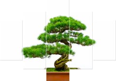 ZUTY Obrazy na stenu - Bonsai, 100x70 cm