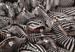 Clementoni Puzzle National Geographic: Zebry v ohrade 1000 dielikov
