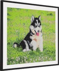 Grafix Diamantové maľovanie Husky 40x50cm