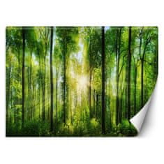 shumee Fototapeta, Slnečné lúče v zelenom lese - 150x105