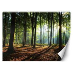 shumee Fototapeta, Ranné lesné stromy príroda - 100x70