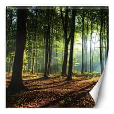 shumee Fototapeta, lesné stromy slnečné lúče príroda - 100x100