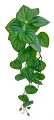 Shishi Vetvička peperomie zeleno - biela 54 cm