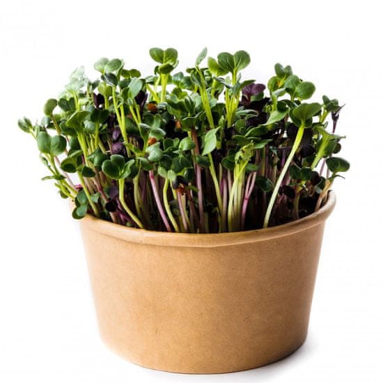 AUR Microgreens - kúzelná záhradka, mikro bylinky - 2x semienka červenej kapusty