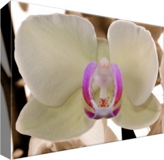 ZUTY Obrazy na stenu - Biela orchidea, 30x20 cm