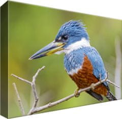 ZUTY Obrazy na stenu - Kingfisher - Tambako Jaguár, 30x20 cm