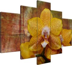 ZUTY Obrazy na stenu - Krásna orchidea, 150x105 cm